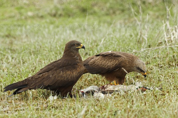 Red Kite