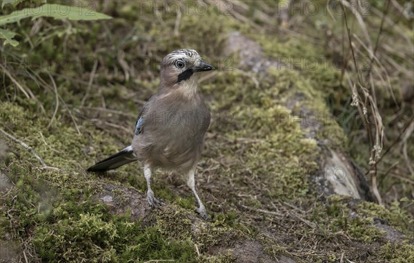 Eurasian jay