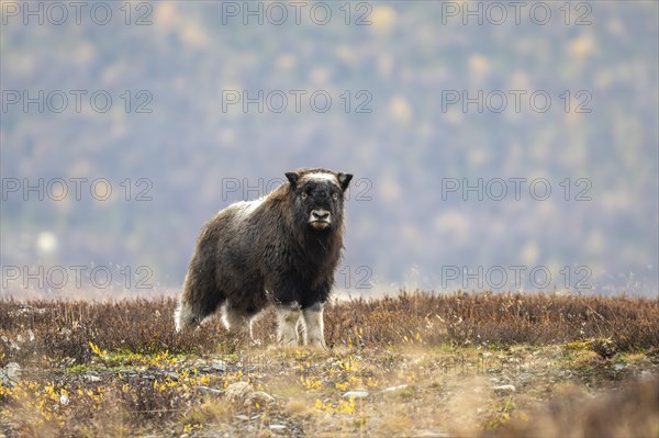 Musk oxen