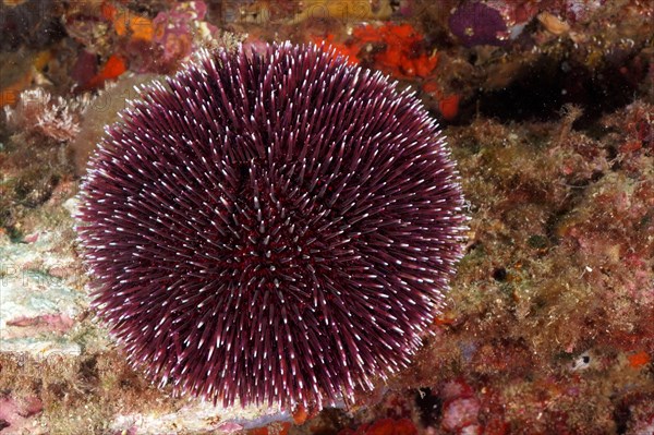 Purple sea urchin