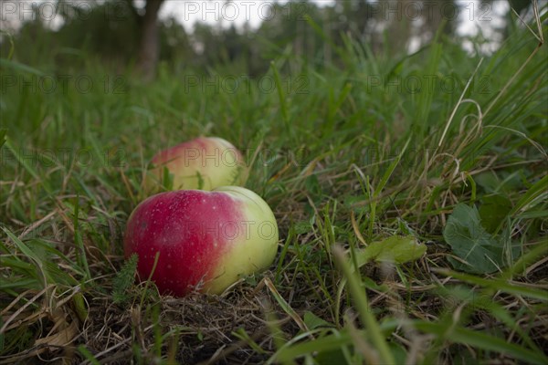 Apple variety Brettacher Apfel