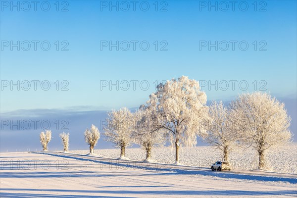 Car driving on a country road in a wintry landscape with a line of frosty trees