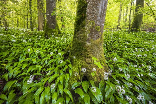 Blooming ramson