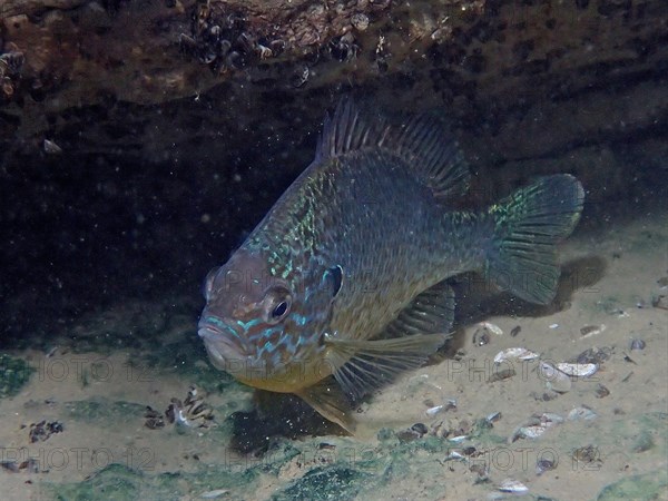 Pumpkinseed sunfish