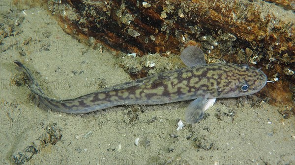 Burbot