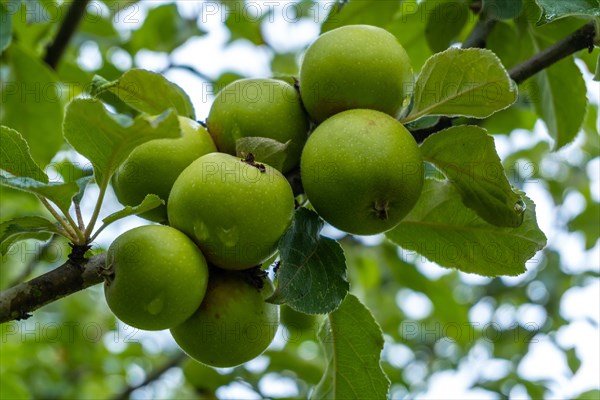 Green apples on the tree