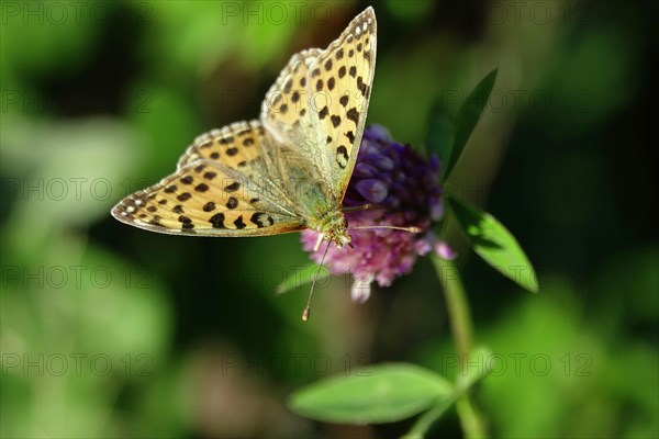 Queen of spain fritillary