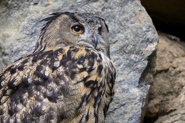 Eurasian eagle-owl