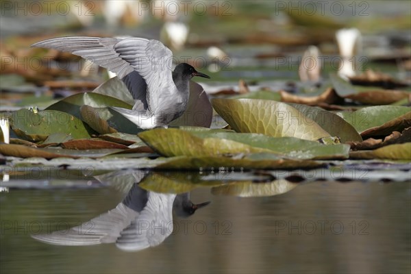 Black Tern