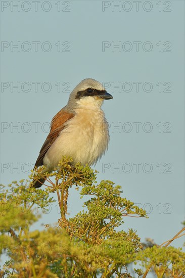 Red-backed Shrike