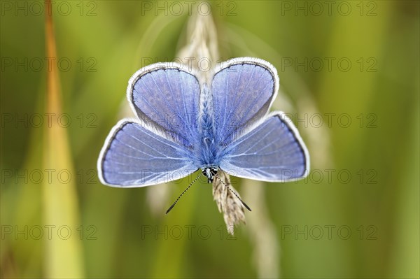 Common blue butterfly