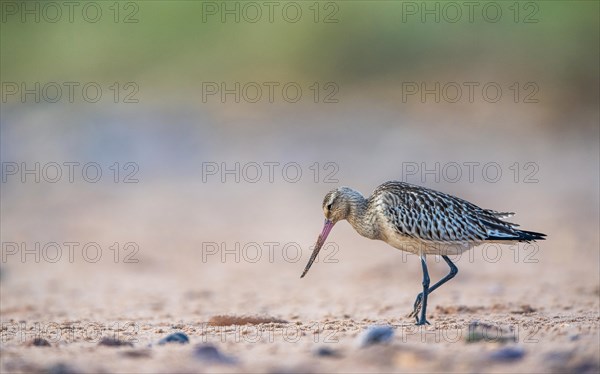 Bar-tailed Godwit