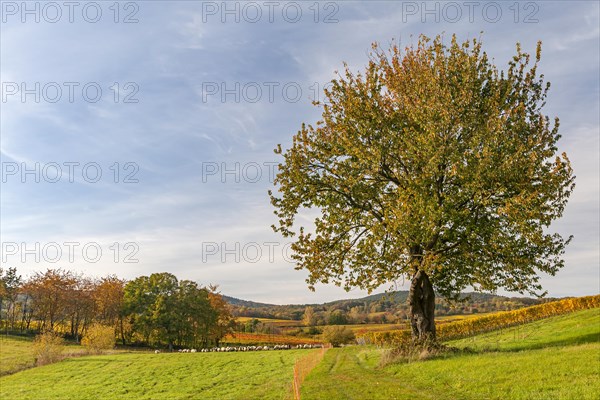 Eastern landscape with flock of sheep