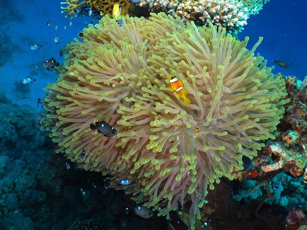 Magnificent sea anemone