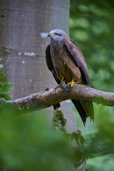 Red Kite