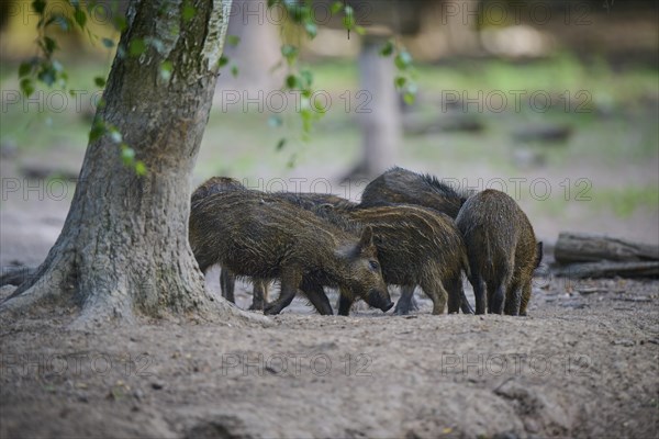 Wild boar