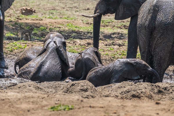 Baby elephants