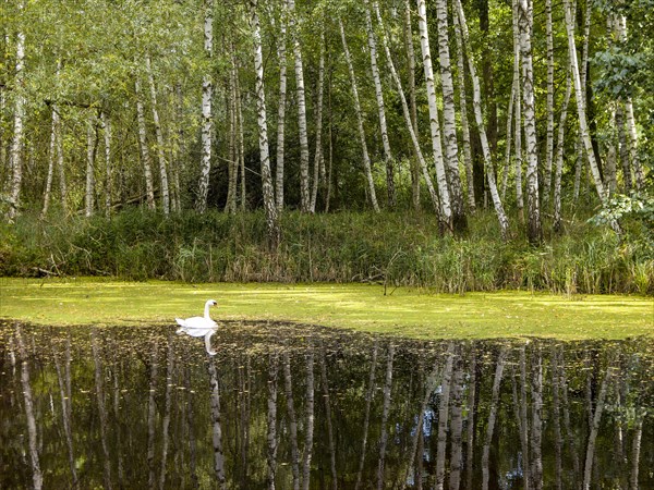 Pond with swan at birch forest