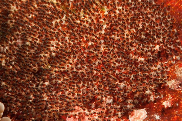 Close-up of egg clutch with well-developed embryo developed embryos with eyes of anemonefish orange-fin clownfish