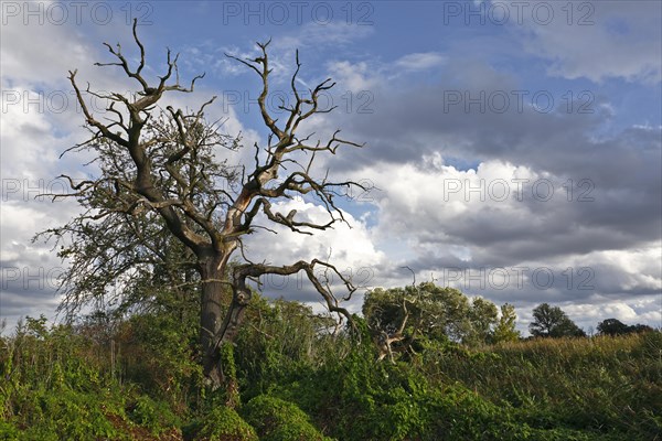 Dead oak on a ditch in the reeds