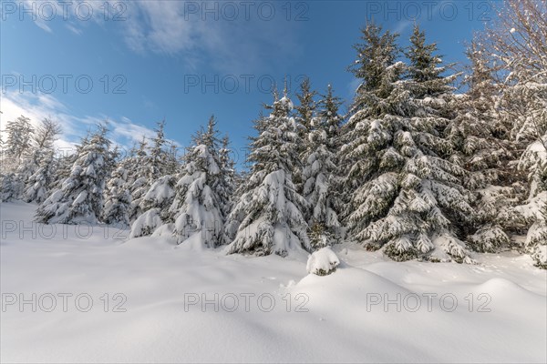 Fir forest under the snow in the mountains. Vosges