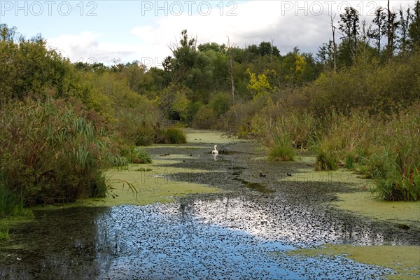 Mute Swan in early autumn at Eichwerdersteg