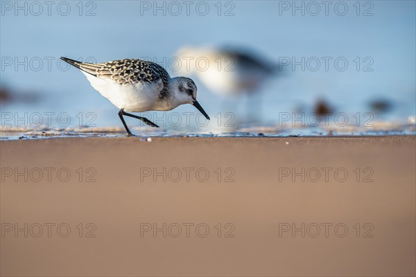 Sanderling