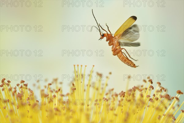 Common red soldier beetle