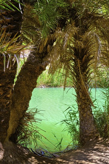 Preveli palm forest