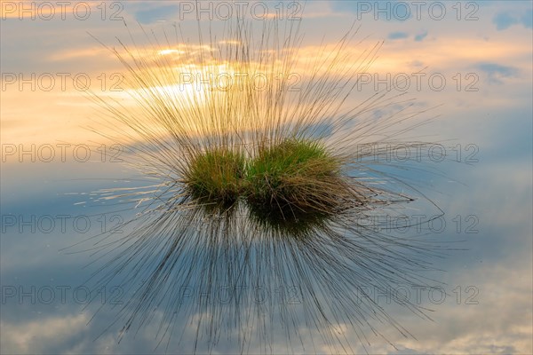 Bult or Bulte with grass growth in water surface