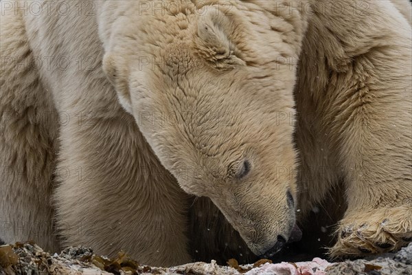 Scavenging polar bear