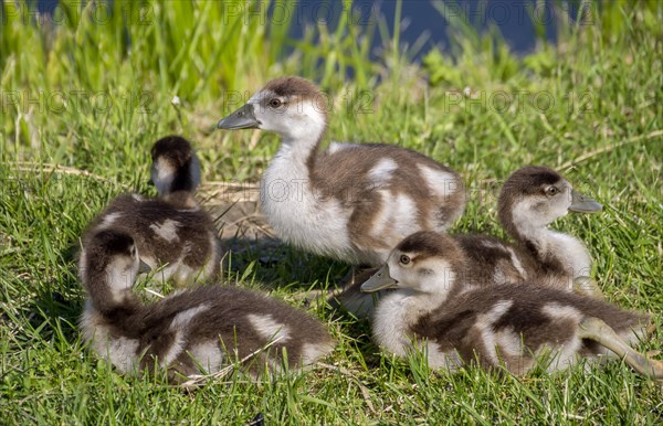 Egyptian goose chick