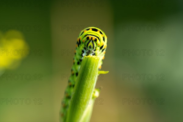 Swallowtail