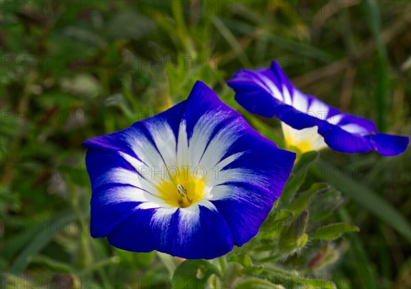 Dwarf morning glory