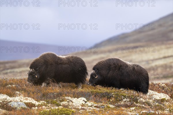 Musk oxen