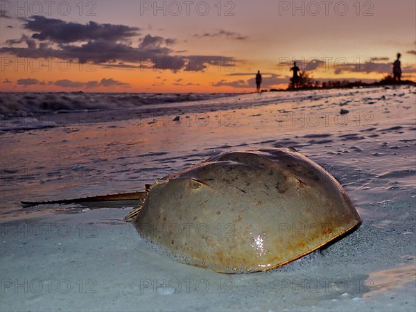 Atlantic horseshoe crab