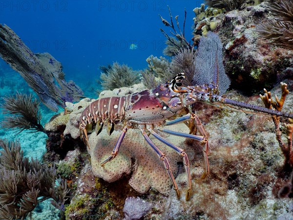 Caribbean spiny crayfish