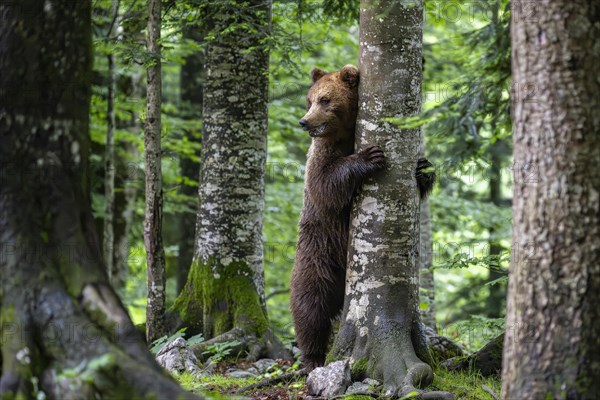 European brown bear