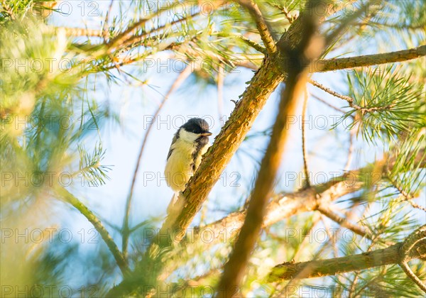 Great tit