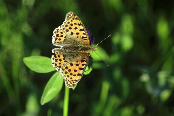 Queen of spain fritillary