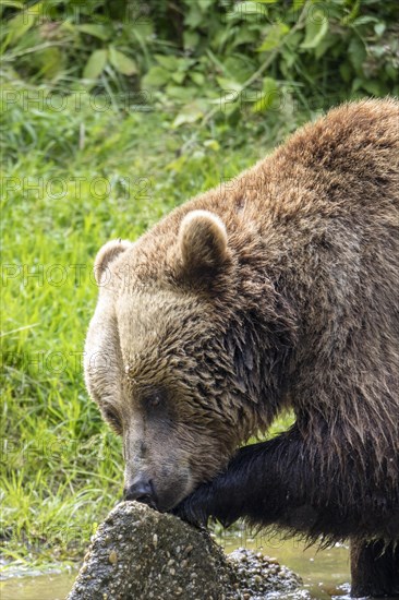 Brown bear in the animal enclosure