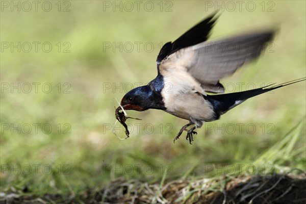 Barn swallow