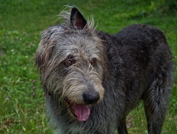 Irish Wolfhound