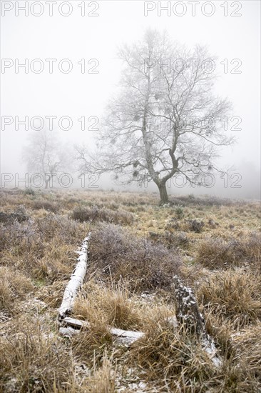 First hoarfrost on tree and heath in November in the fog