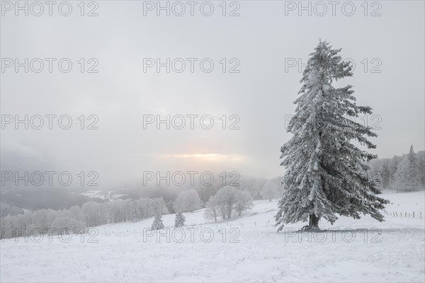 Winter sunset on the mountain with hoarfrost on the trees and fog