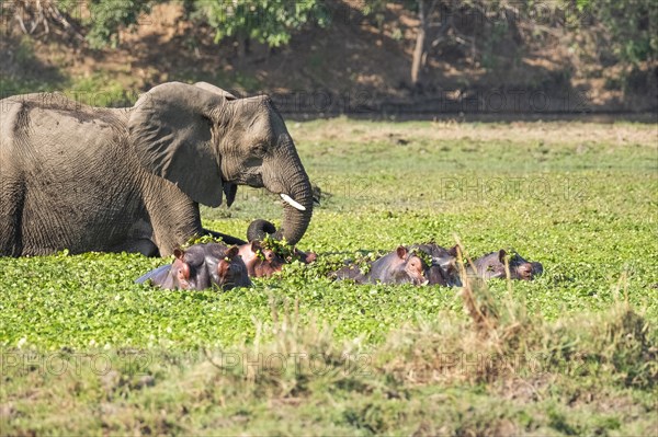 Elephant