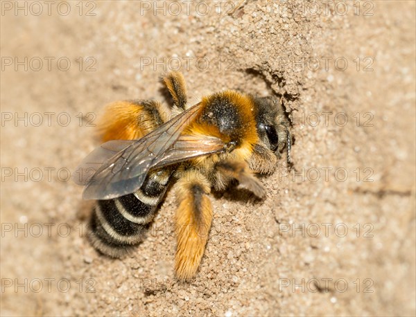 Rough-legged trouser bee or Brown-breasted trouser bee or Dark-fringed trouser bee or pantalon bee