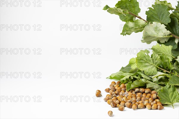 Hazelnuts in shell and hazelnut bush leaves