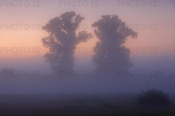 Autumnal foggy atmosphere in the morning in front of sunrise at an oxbow lake in the floodplain forest