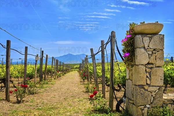 Beautiful landscape with entrance gate to vineyard fields and distant mountains
